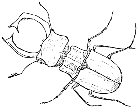 Stag Beetle Coloring Page